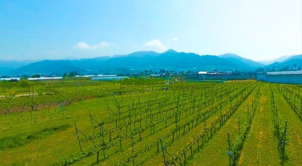 意外な組み合わせの妙 世界に誇る日本ワイナリー白百合醸造のロリアンワインTRIO