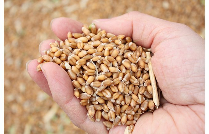 小麦の全国生産2位！福岡県産小麦だけで作る、田中製粉の「亀特上」と「亀」