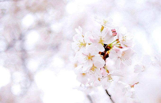 桜シーズン間近！フレッシュに、そして濃厚に。うららかな春の訪れを味わおう。