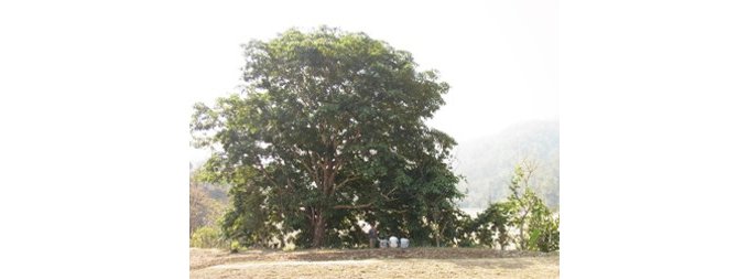 売り上げで4000本の植樹を実現！ネパールの村を救う大木チウリの芳醇なはちみつ！