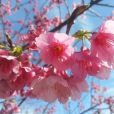 沖縄はもうお花見？！お花見シーズンに！オリオン早春限定ビール「いちばん桜」