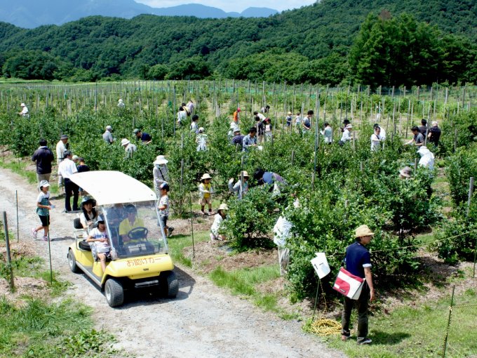 【鳥取県】情景も目に優しい国産ブルーベリー!奥大山ブルーベリーファーム 【鳥取県】情景も目に優しい国産ブルーベリー!奥大山ブルーベリーファーム