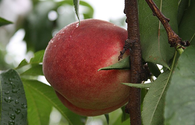 農家さんが自作の桃から開発まで手掛けた「桃蜜」