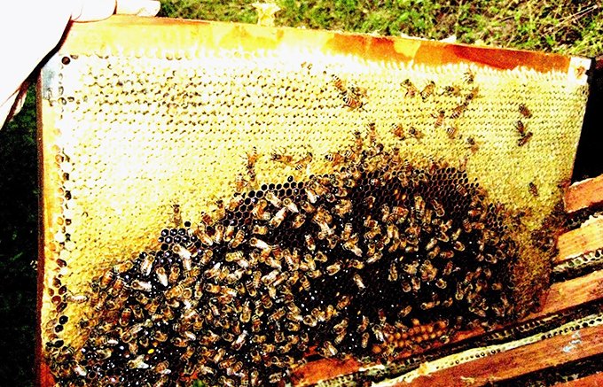 養蜂家の熱い想いが溢れた1年の間に1度だけ作る廣田養蜂場の極みのはちみつ