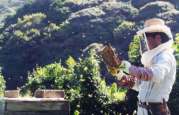 養蜂家の熱い想いが溢れた1年の間に1度だけ作る廣田養蜂場の極みのはちみつ