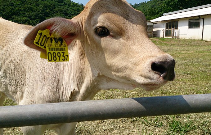 日本で初めて低温殺菌牛乳を生産 島根県出雲市「木次乳業」の乳製品詰め合わせ