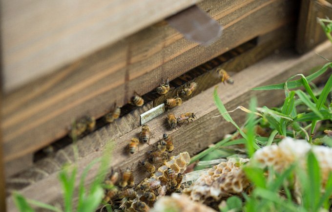 ミツバチに寄り添い、ともに生きる「はち屋」西岡養蜂園の国産単花蜂蜜