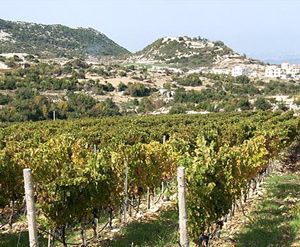 世界で最も危険なワイン産地シリアからの希少ワイン「ドメーヌ・ド・バージュラス 」