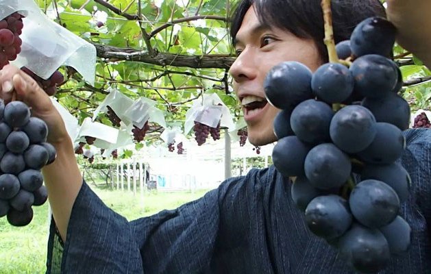 奇跡のりんご「木村式自然栽培」の無農薬プラム