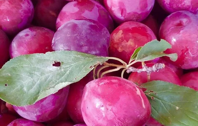 奇跡のりんご「木村式自然栽培」の無農薬プラム