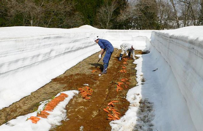 越冬するから美味しい！新潟の豪雪地帯から届いた雪を割り掘り起こした人参ジュース