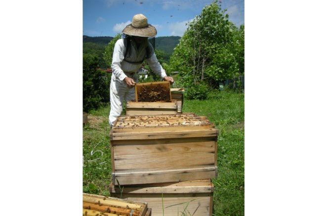 希少！日本在来種ミツバチのハチミツ	明治34年創業 藤原養蜂場