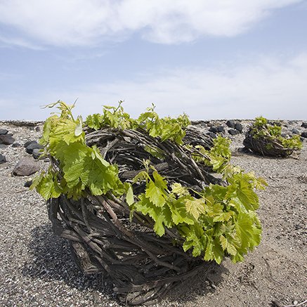 エーゲ海の幸せな迷宮。【ギリシャワイン】海と風と火山の恵みをボトルに詰めて開いて