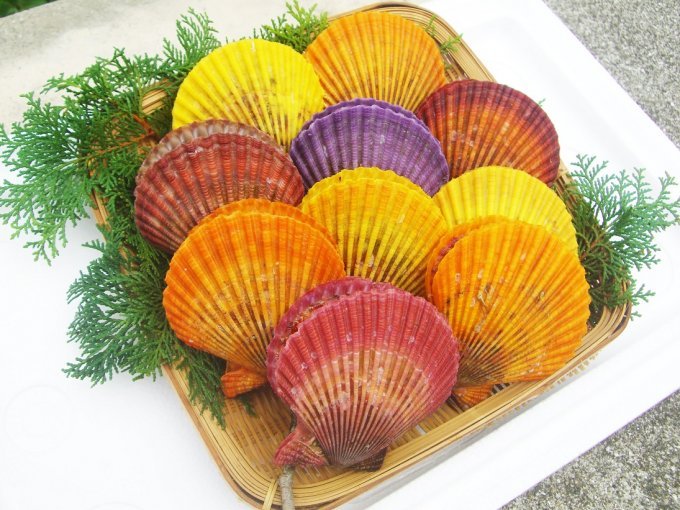 驚きの天然色！年末年始の食卓を彩る熊本の「緋扇貝」
