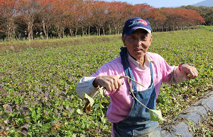 【熊本県】西原村の特産品!夏は冷やして美味しい「しっとり焼き芋」 【熊本県】西原村の特産品!夏は冷やして美味しい「しっとり焼き芋」