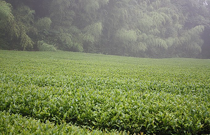 標高600ｍの山で作る、お茶の千代乃園の「雪ふる山のおそぶき茶」