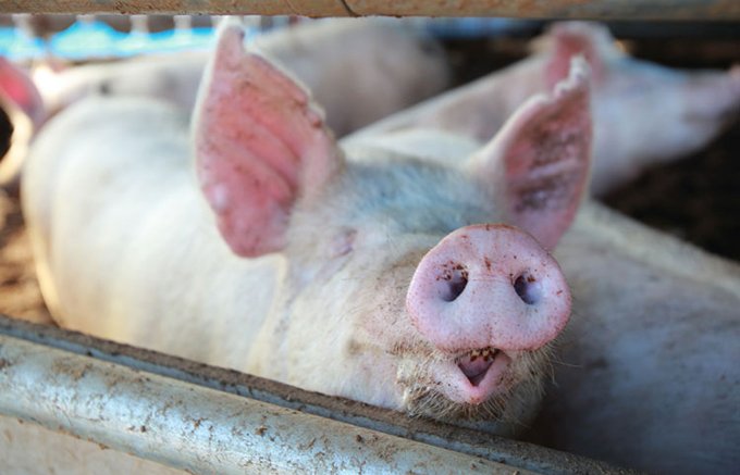 口の中で脂が溶け出す国産ブランド豚の『AVOTON』熟成ベーコン