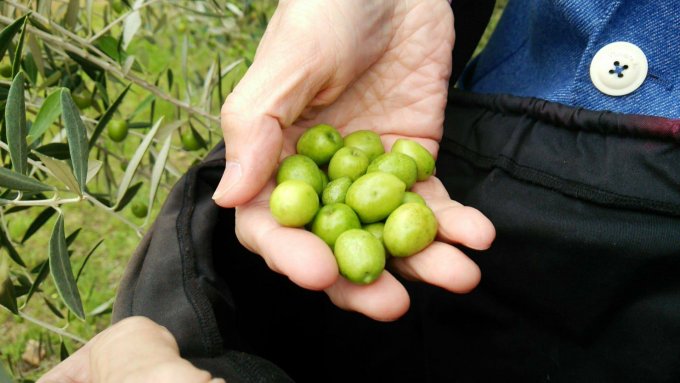エメラルドグリーンに輝く究極の香川県産高級エキストラバージンオリーブオイル