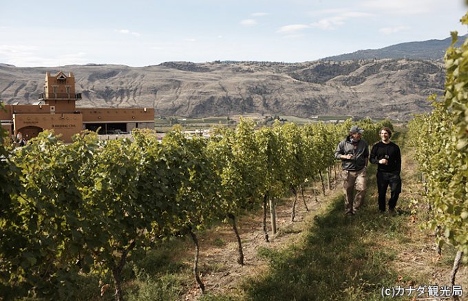 ワイン作りに理想的な環境であるカナダの「カナディアンワイン」に注目！