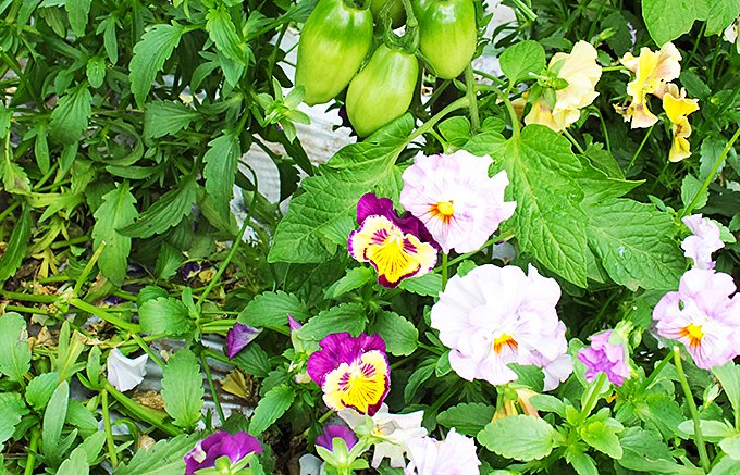 お花を五感で楽しむ！1つ1つの花びらが本当に美しい「お花野菜エディブルフラワー」