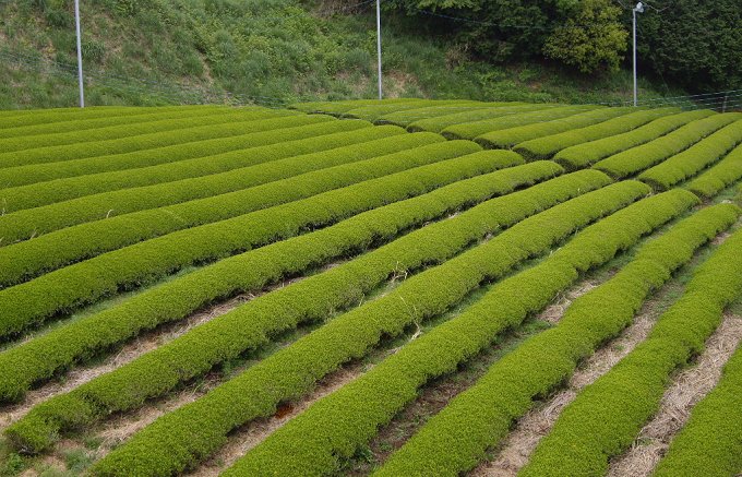 自然栽培で育つ、家族の笑顔がいっぱい詰まった杉本園の「有機パウダー茶」