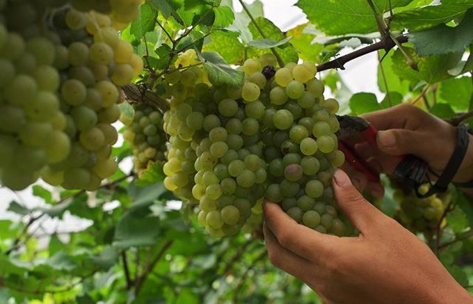 宮崎県が誇る優秀ワイナリー、厳しい自然環境の中で生まれた都農ワイン