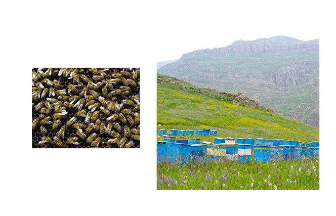 アゼルバイジャンの大地が作り出す「リコリス蜂蜜」がはちみつの常識を変える