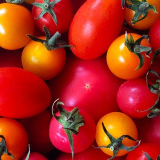 濃厚な味わいと、甘みと酸味のバランスが抜群な山形・井上農場の「樹熟トマト」