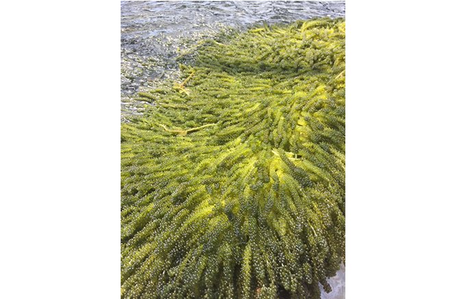 海を知り尽くす久米島の海洋深層水開発が作る海ブドウがすごい！