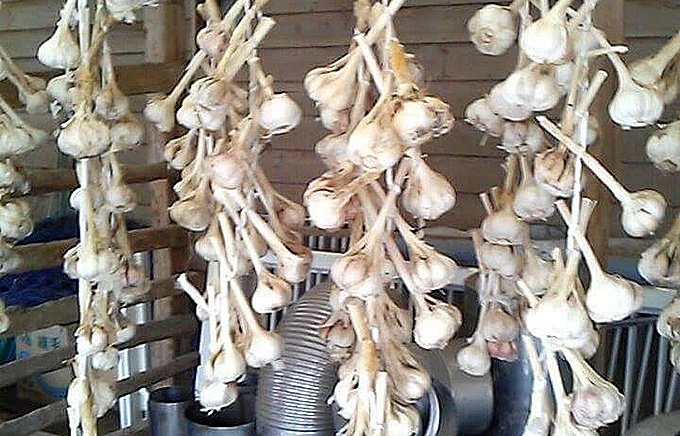宮崎県のマンゴー農家が作る美味しい「ニンニク」！