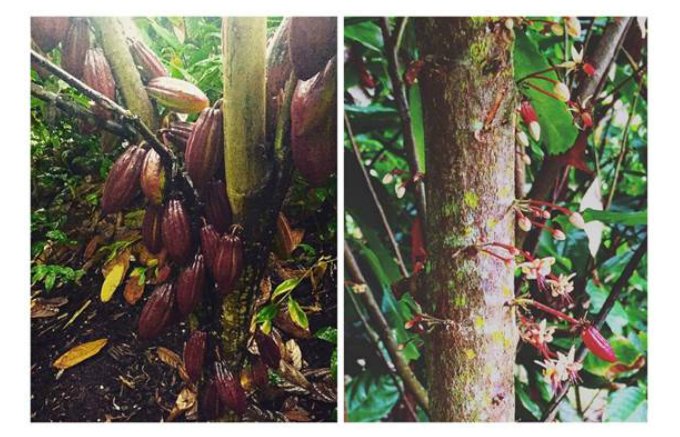 ハワイコナ産カカオ100%のクラフトチョコレート