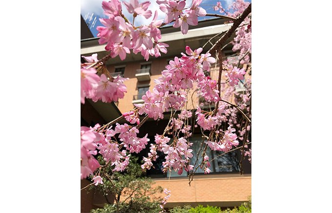 京都で苺と桜！大粒ストロベリーパイ「ハイアット リージェンシー 京都」