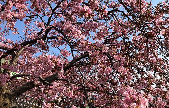 お花見シーズン前にチェック！桜の下で飲みたい華やかな日本酒