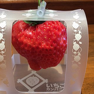 1個1,000円のイチゴ「とろける香りいちご」が1年中「旬」の秘密とは！？