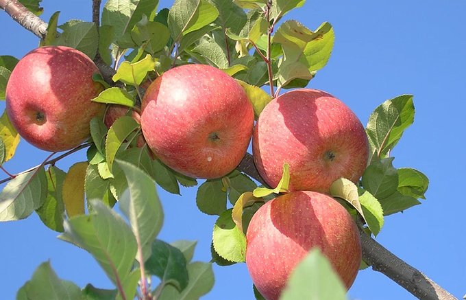 りんご愛がすごい！宮城県亘理町高野さんの「ナノりんご」