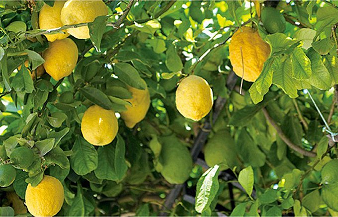 レモンの皮から造られる南イタリアの伝統酒「リモンチェッロ」はマンマの味