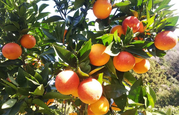 愛媛県から届く、国産の「ブラッドオレンジ」
