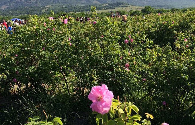 【ブルガリア】ダマスクローズが咲き誇るバラの谷の「バラ祭り」