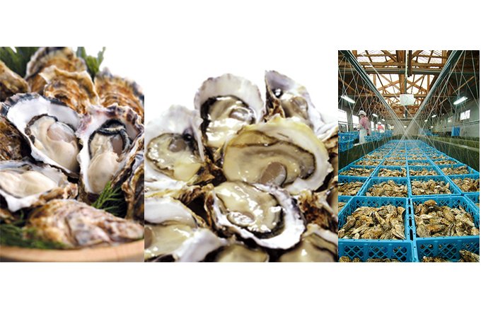 1年中美味しい牡蠣料理を提供できる！佐藤養殖場の清浄「的矢かき」