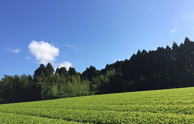 ANAファーストクラス採用の実力！日本一に輝く宮崎「新緑園」のお茶
