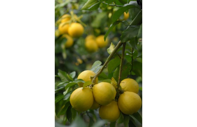 貴重な柑橘！香りを存分に味わえる高知県産の「土佐ベルガモット」