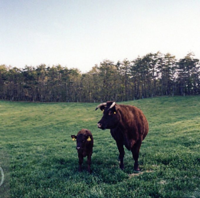 自然の中で育まれた絶品赤身牛肉、山形村短角牛