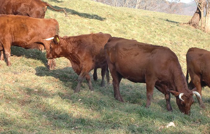脂肪分が少なく、たんぱく質の豊富な赤身肉が多い岩手短角牛の「焼きハンバーグ」