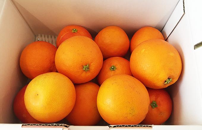 今が旬！希少品種！愛媛県産ブラッドオレンジ