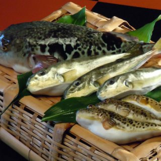 石川県はふぐの漁獲量も高かった！クセがなく、旨味がたっぷり詰まった「能登ふぐ」