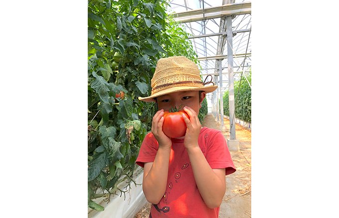 ここでしか手に入らない珍しいトマトを収穫！『井出トマト農園』