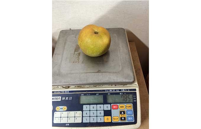 埼玉・久喜市「大澤農園」の梨が美味しい！その由縁とは？