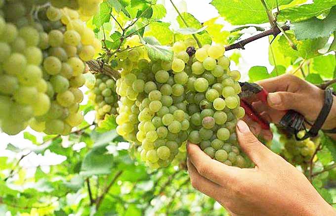 白ワイン初心者はブドウの種類から！知っておいて損のない白ワインのブドウ品種