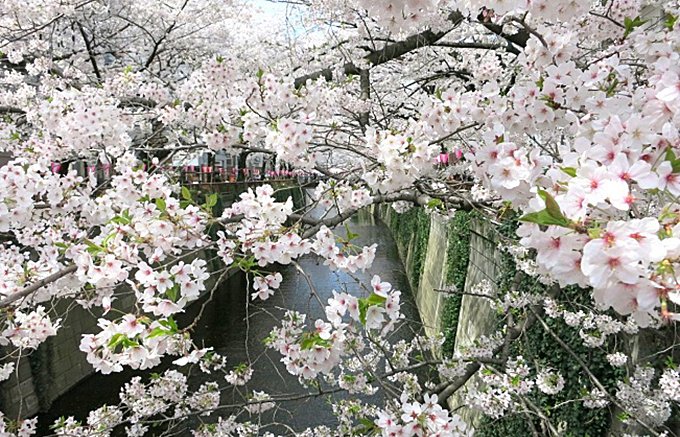お花見に手土産に！この季節にしか味わえない限定 桜スイーツはいかが？