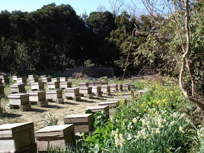 千葉の女性養蜂家が作る枇杷のはちみつがハニー・オブ・ザ・イヤーで優秀賞を獲得